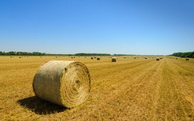 Güneşli hasat alanı