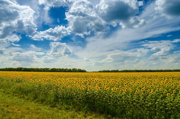 Temmuz ayında ayçiçeği alan