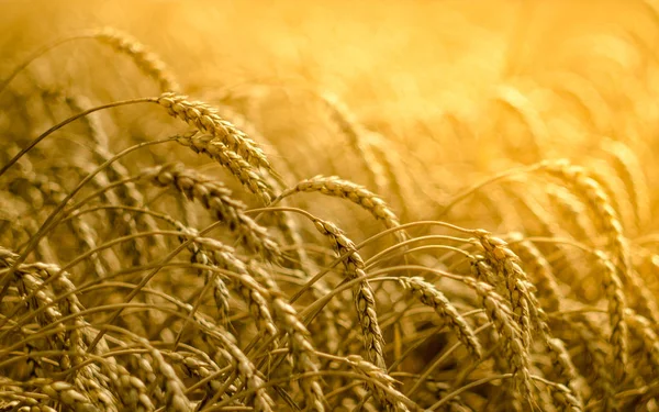Солнечное пшеничное поле — стоковое фото