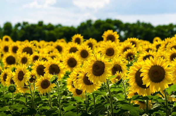 Temmuz ayında ayçiçeği alan