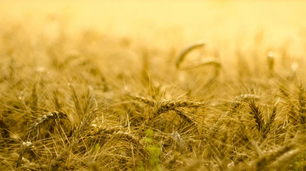 Солнечное пшеничное поле — стоковое фото