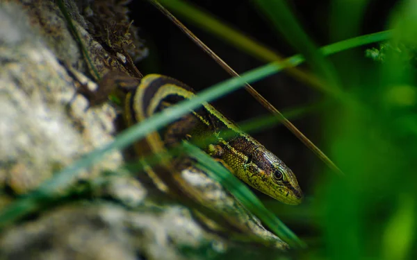 Kertenkele yeşil çim