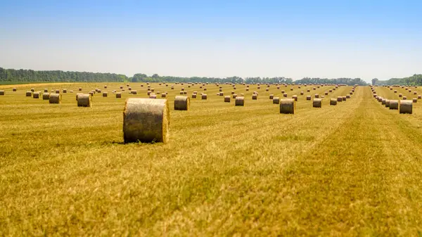 Sunny alan yığınları ile hasat hasat sırasında Krasnodar bölgesi, Rusya Federasyonu