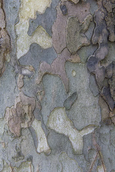Velho avisar textura de madeira — Fotografia de Stock