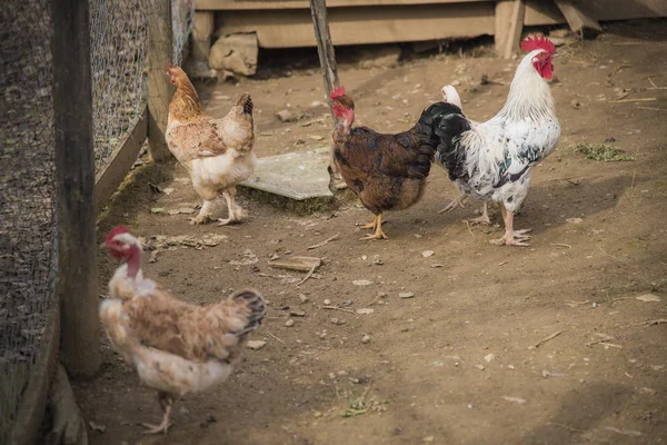 Vida en la granja, gallinas. gallinas, gallo — Foto de Stock