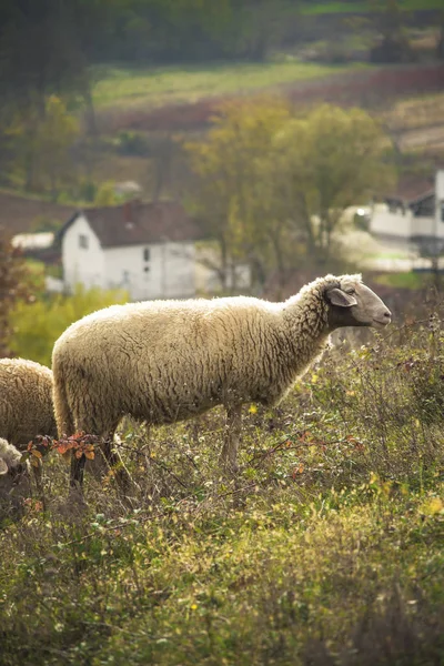 Troupeau de moutons par une journée ensoleillée — Photo