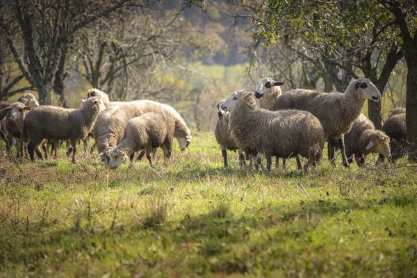 Troupeau de moutons par une journée ensoleillée — Photo