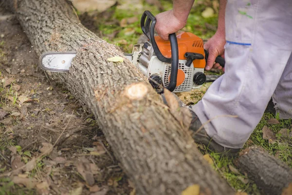 Wood cutting with chainsaw in nature