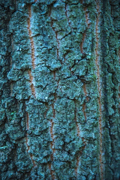 Alte warnen vor Holzstruktur — Stockfoto