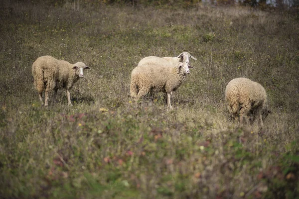 Κοπάδι πρόβατα σε μια ηλιόλουστη ημέρα — Φωτογραφία Αρχείου