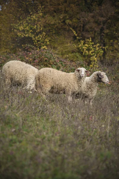 Stado owiec na słoneczny dzień — Zdjęcie stockowe