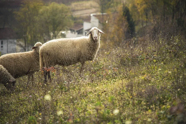 Troupeau de moutons par une journée ensoleillée — Photo