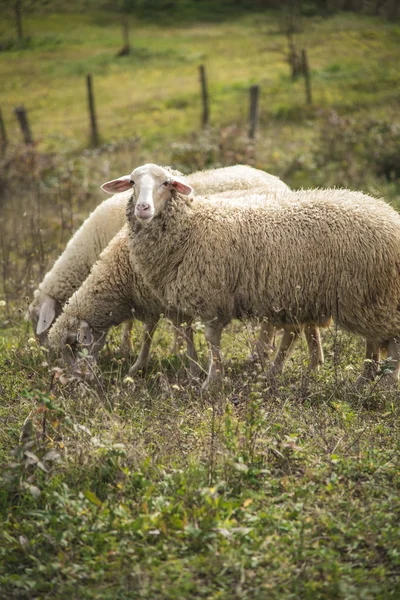 Troupeau de moutons par une journée ensoleillée — Photo