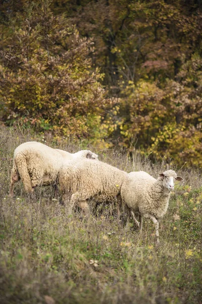 Troupeau de moutons par une journée ensoleillée — Photo