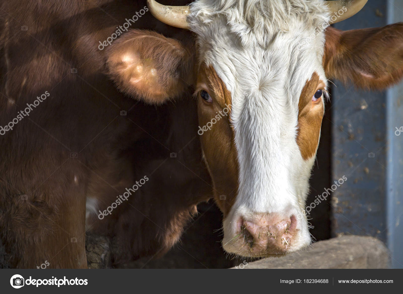 家畜写真素材 ロイヤリティフリー家畜画像 Depositphotos