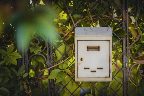 Старовинна поштова скринька на воротах, покритих листям — стокове фото