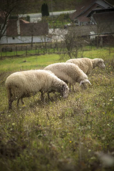 Troupeau de moutons par une journée ensoleillée — Photo