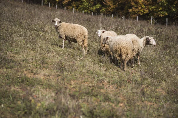 Troupeau de moutons par une journée ensoleillée — Photo