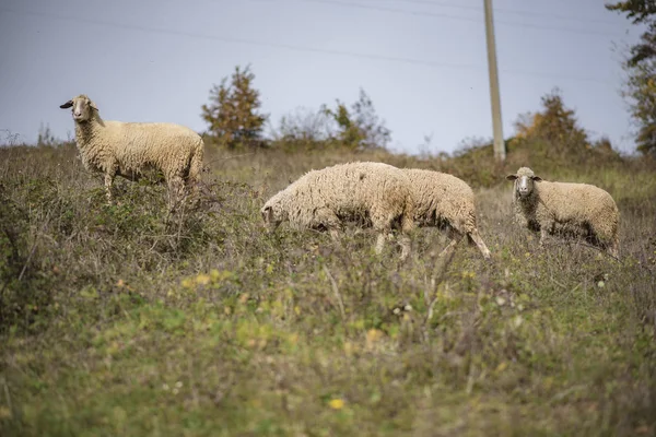 Troupeau de moutons par une journée ensoleillée — Photo