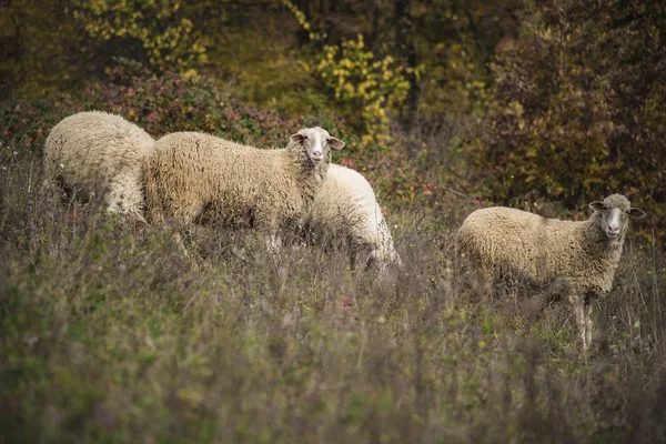 Troupeau de moutons par une journée ensoleillée — Photo