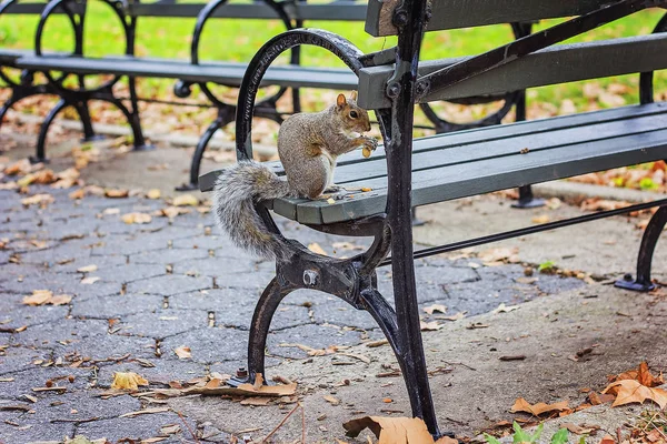公园里可爱的小松鼠 — 图库照片