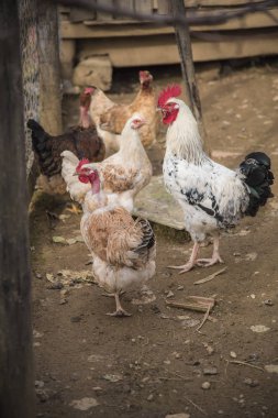 Çiftlik hayatı, tavuk. tavuk, horoz