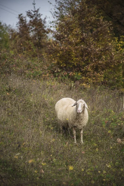 Flock of sheep on a sunny day — Stock Photo, Image