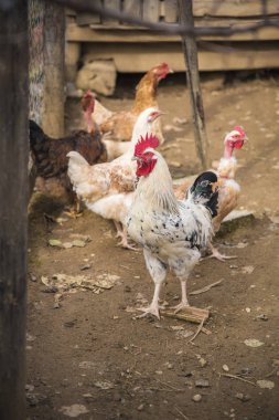 Çiftlik hayatı, tavuk. tavuk, horoz