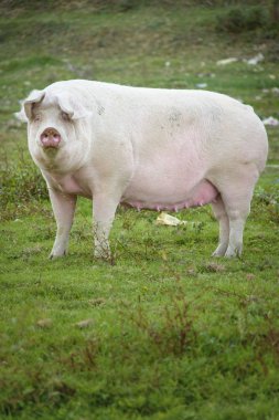 Çimenli alan oynarken domuz