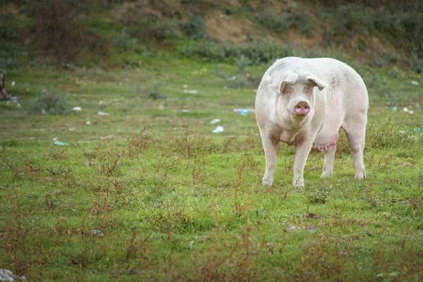 Babi bermain di padang rumput. — Stok Foto