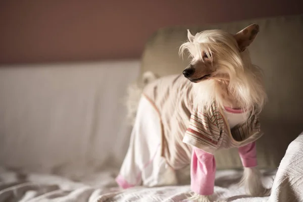Cane crestato cinese in pigiama — Foto Stock
