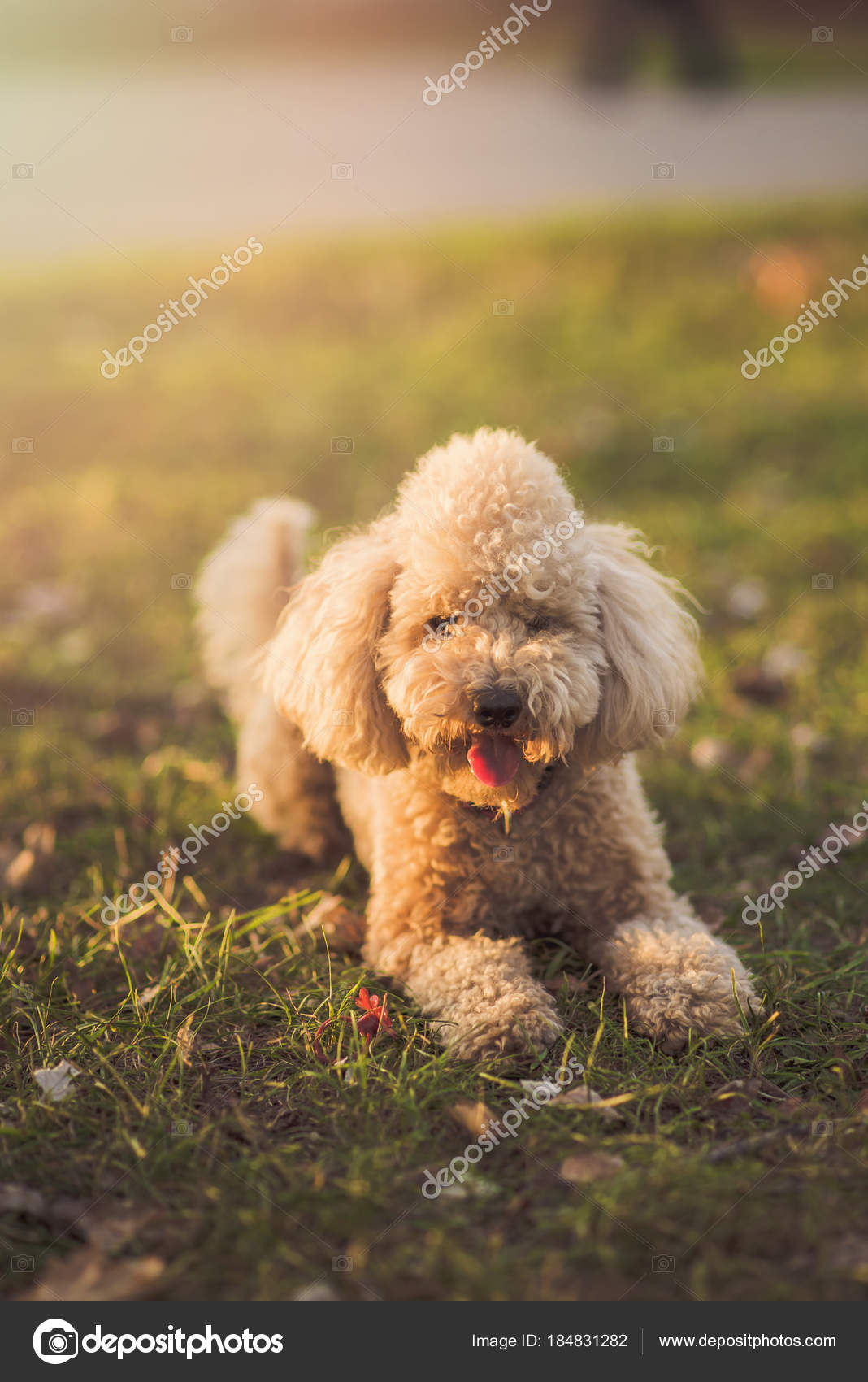 cute miniature poodle