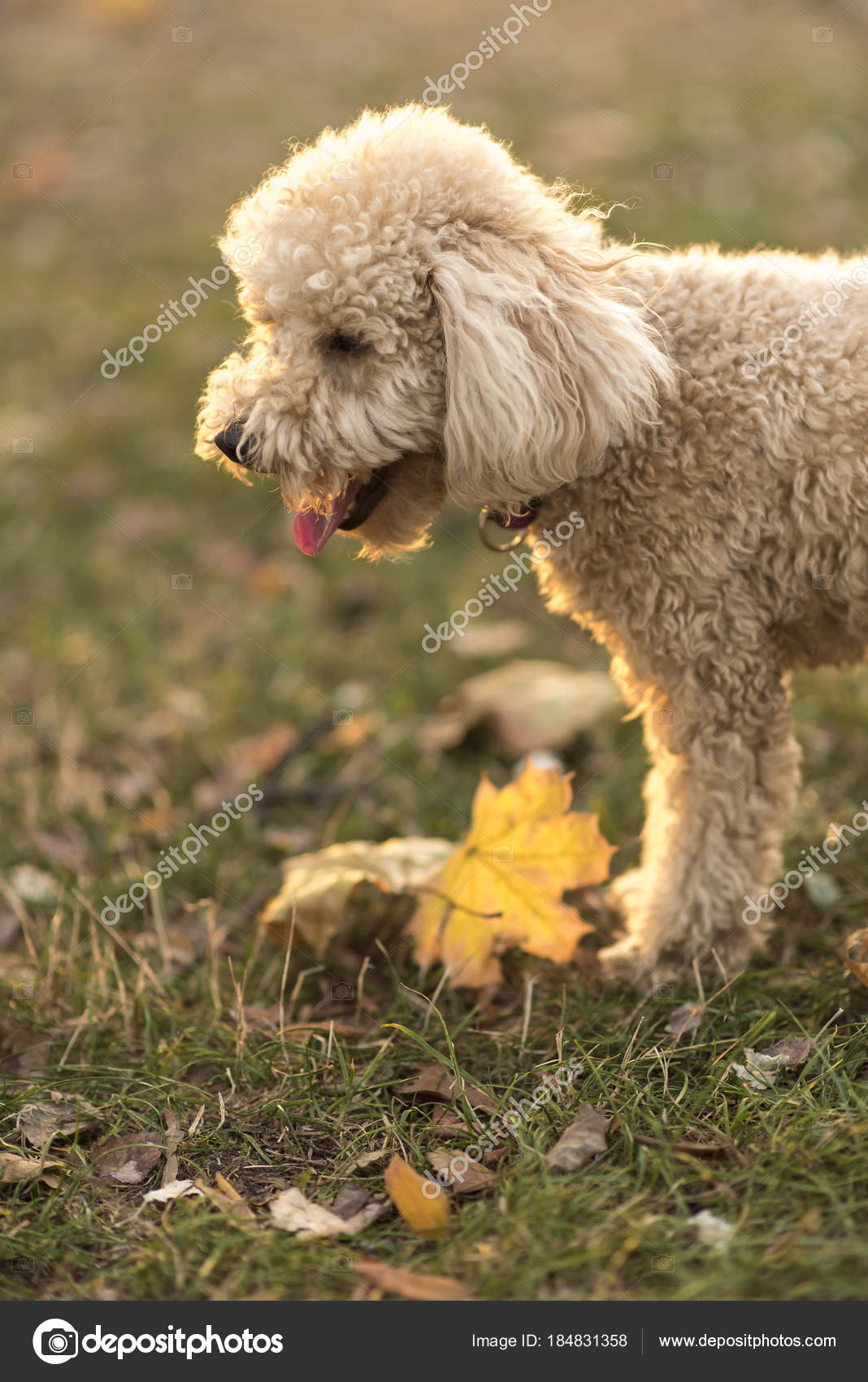 white miniature poodle