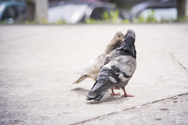 Almas gemelas palomas besándose —  Fotos de Stock