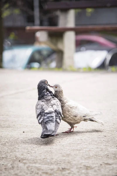 Almas gemelas palomas besándose —  Fotos de Stock