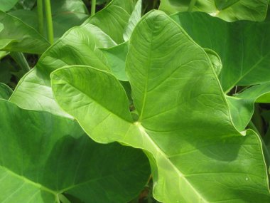 Arka plan için muz yeşili yaprak yakın plan