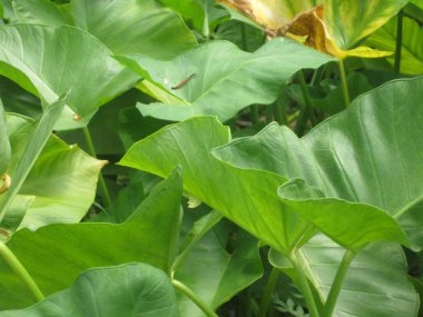 Arka plan için muz yeşili yaprak yakın plan