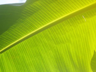 Arka plan için muz yeşili yaprak yakın plan