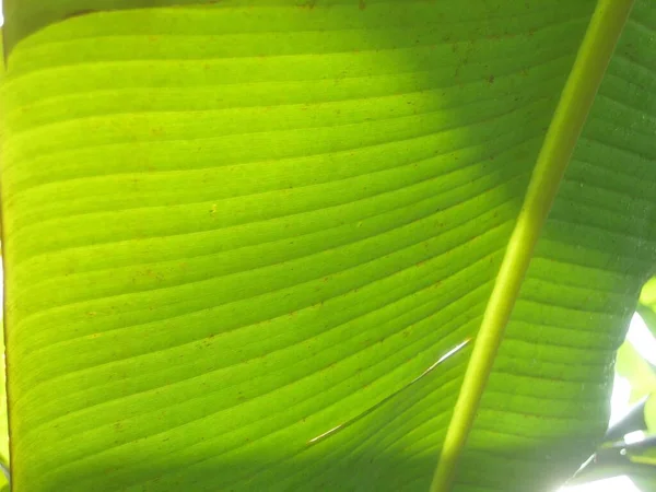 Banana Green Leaf Close Background — Stock Photo, Image