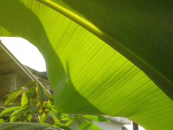 Bananengrünes Blatt Nahaufnahme Für Hintergrund — Stockfoto