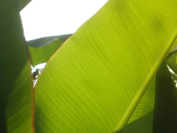 Plátano Hoja Verde Primer Plano Para Fondo — Foto de Stock