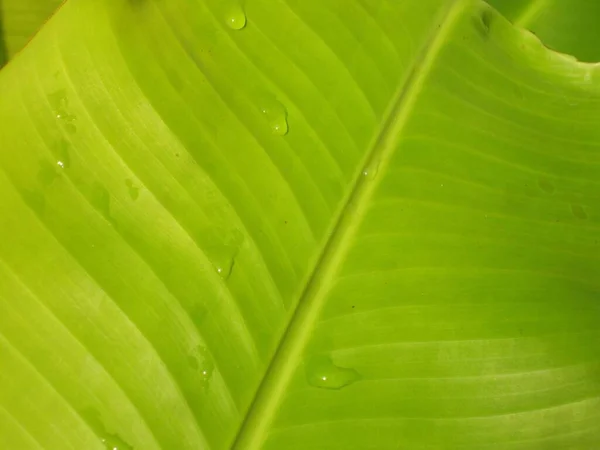 Banán Zelený List Zblízka Pozadí — Stock fotografie