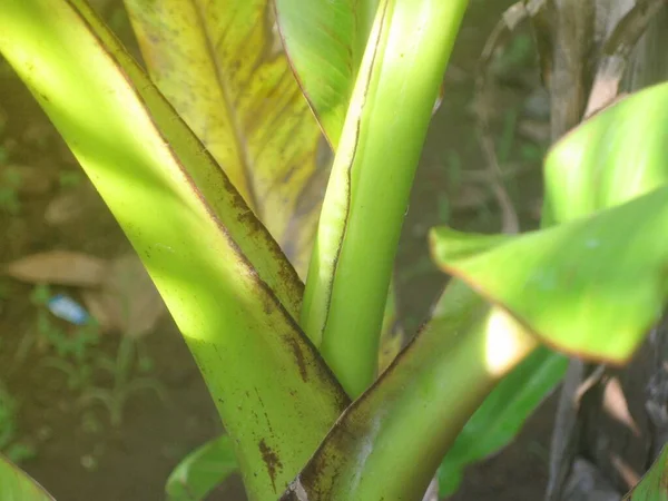 Plátano Hoja Verde Primer Plano Para Fondo — Foto de Stock