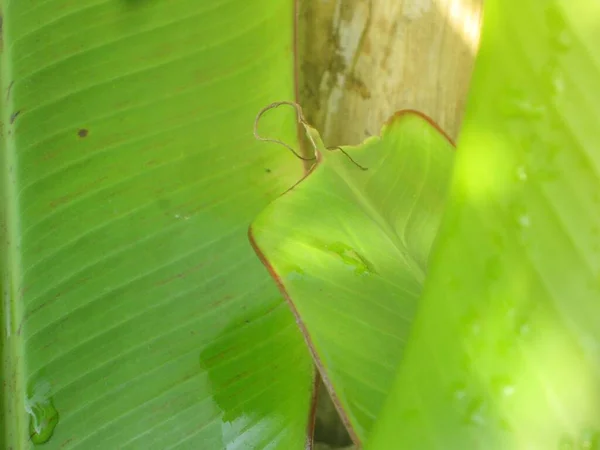 Banán Zelený List Zblízka Pozadí — Stock fotografie