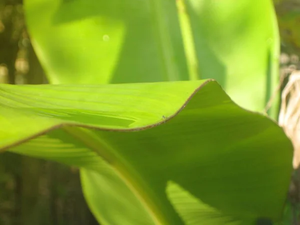 Plátano Hoja Verde Primer Plano Para Fondo — Foto de Stock