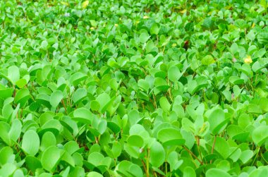 Ipomoea pes-caprae, Ipomoea panzehir denizanası. Arka plan için keçi ayağı sarmaşığı (seçici odak)