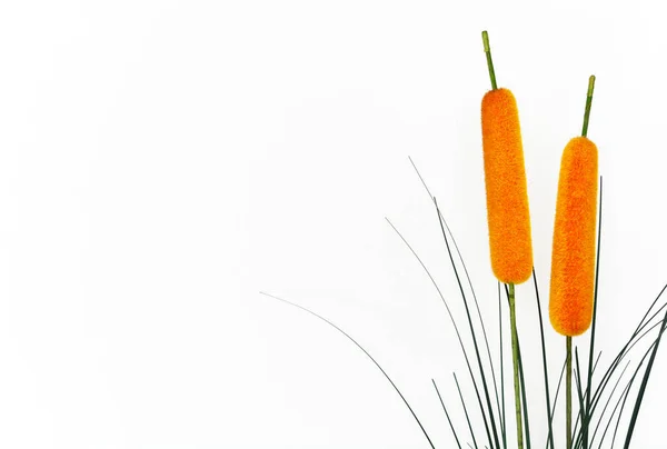 Artificial Reeds Cattail Plant Isolated White Background Copy Space — Stock Photo, Image