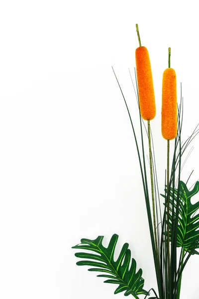 Artificial Reeds Cattail Plant Isolated White Background Copy Space — Stock Photo, Image