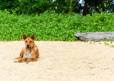 Kumsalda yatan Tayland kahverengi köpeğinin portresi.
