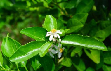 limon ağacı çiçekleri ve yaprakları gün ışığında
